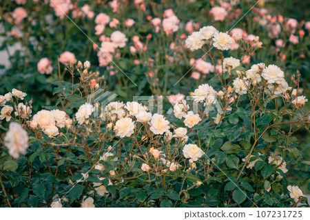 Rose Osaka Nakanoshima Park Nakanoshima Rose Garden Flower Pictures 107231725