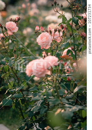 Rose Osaka Nakanoshima Park Nakanoshima Rose Garden Flower Pictures Rose Osaka Nakanoshima Park Nakanoshima Rose Garden Flower Pictures 107231734