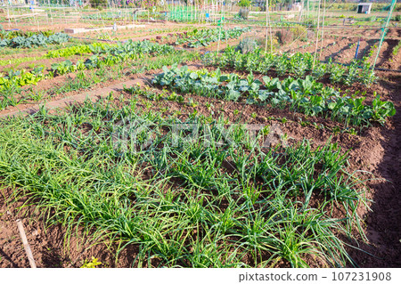 Vegetable garden with beds of beets, cabbage, onions and spinach Vegetable garden with beds of beets, cabbage, onions and spinach 107231908