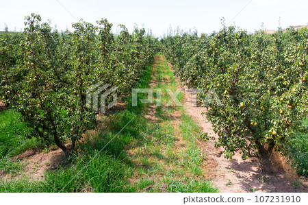 Pear trees in orchard at sunny day Pear trees in orchard at sunny day 107231910