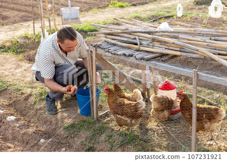 Man farmer taking chickens eggs at chicken-house 107231921