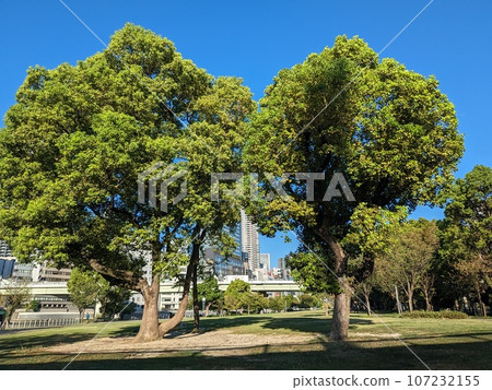 中之島公園 4 107232155