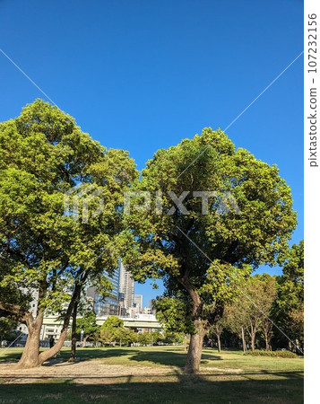 中之島公園 5 中之島公園 5 107232156