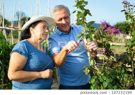Man and woman take care of flowers in the garden together - cuts the stems of roses with pruner 107232199
