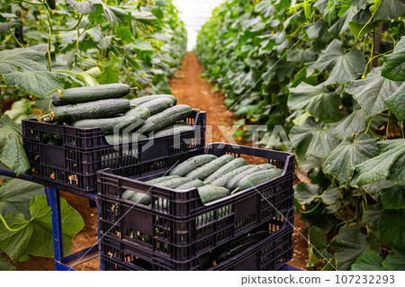Plastic boxes with ripe cucumbers in greenhouse 107232293