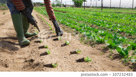 Closeup of hands of gardener while planting cabbage 107232483