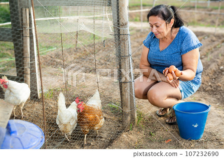 Elderly woman collecting chicken eggs in poultry house on smallholding 107232690