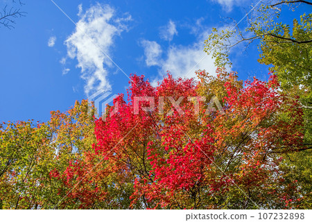 清爽的秋葉(鮮紅楓葉) 清爽的秋葉(鮮紅楓葉) 107232898