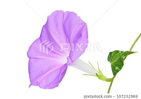 [淺草]（深度合成） 107232969