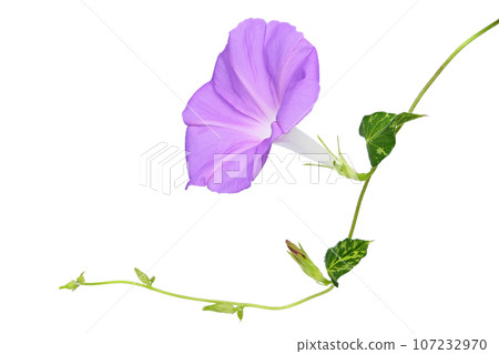 [淺草]（深度合成） 107232970