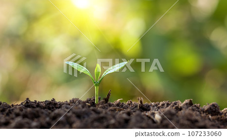 Young plants grow in soil that has the nutrients the plants need and appropriate sunlight. 107233060