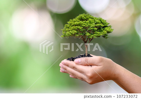 Trees growing on farmer's hands and blurred green nature background. Trees growing on farmer's hands and blurred green nature background. 107233072