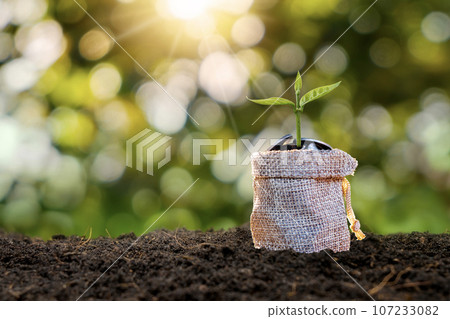 Growing Plants in a Sack of Savings Coins - Investment and Interest Ideas. 107233082