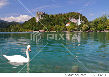 Lake Bled in Slovenia, southern Europe. Swans swimming on the emerald green surface of the lake and Bled Castle built on the cliffs on the lakeshore. 107233231