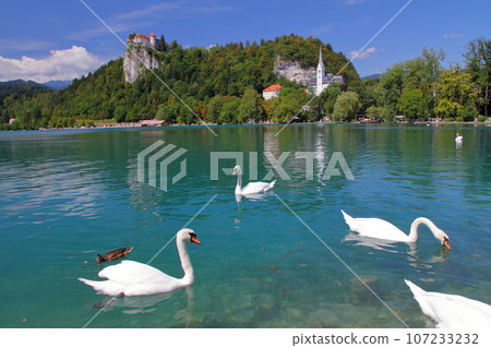 南歐斯洛維尼亞的布萊德湖，翠綠的湖上游泳的天鵝和建在湖岸懸崖上的布萊德城堡。 107233232