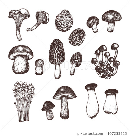 Set of hand drawn sketch style mushrooms 107233323