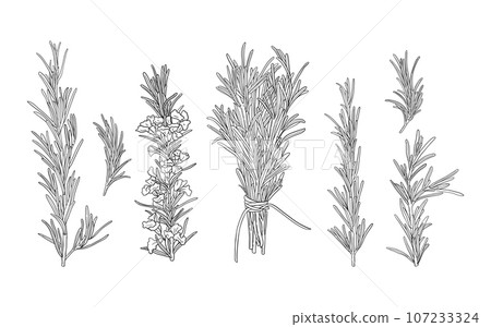 Vector set of hand drawn black and white rosemary branches. Spicy herb illustration for menu, packaging, card, banner design Vector set of hand drawn black and white rosemary branches. Spicy herb illustration for menu, packaging, card, banner design 107233324