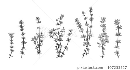 Hand drawn thyme plant set 107233327