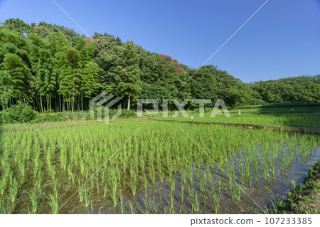 Kishi-paddy field in Sayama Hills Rice field after rice planting 107233385