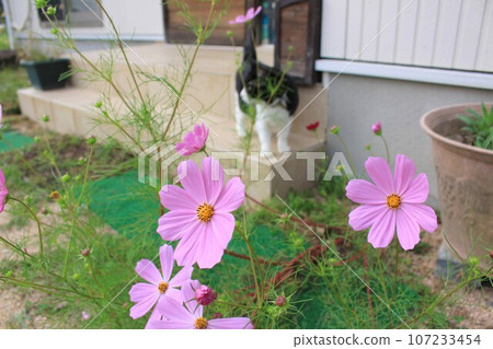 有宇宙的花園 107233454