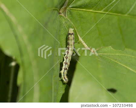Caterpillar eating fresh green leaves Caterpillar eating fresh green leaves 107233498