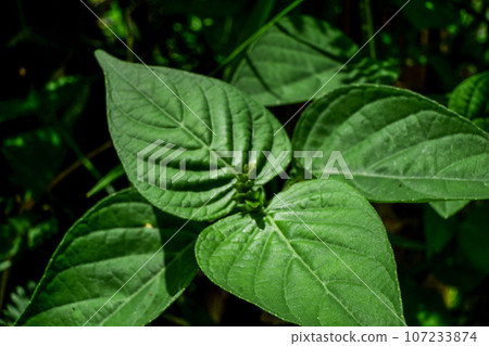 Dark tone leaf surface macro 107233874