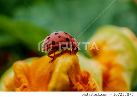 Ladybug on yellow-orange pumpkin flower 107233875