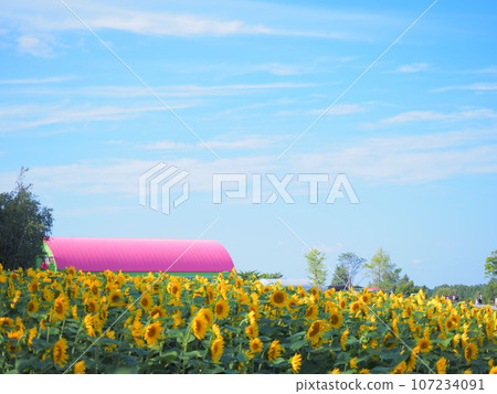 北海道的壯麗景色：美瑛町四季彩之丘的景色 107234091