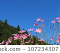 Cosmos and blue sky 107234307