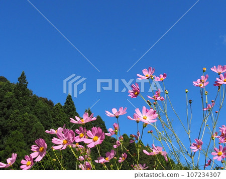 Cosmos and blue sky Cosmos and blue sky 107234307
