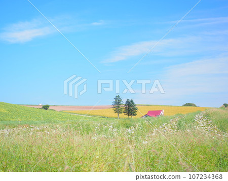 Spectacular scenery in Hokkaido: Biei-cho red-roofed house scenery Spectacular scenery in Hokkaido: Biei-cho red-roofed house scenery 107234368