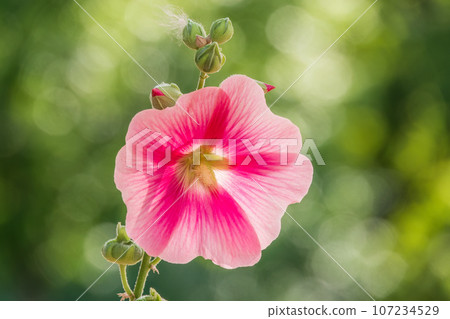 Pink flowers of Hibiscus moscheutos plant close-up. Hibiscus moscheutos, swamp hibiscus, 107234529