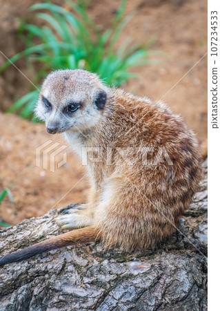 Meerkat, Suricata suricatta, on hind legs. Portrait of meerkat standing on hind legs with alert expression. Portrait of a funny meerkat sitting on its hind legs. Meerkat, Suricata suricatta, on hind legs. Portrait of meerkat standing on hind legs with alert expression. Portrait of a funny meerkat sitting on its hind legs. 107234533