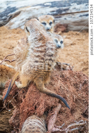 A group of cute meerkats. Meerkat Family are sunbathing. A group of cute meerkats. Meerkat Family are sunbathing. 107234534