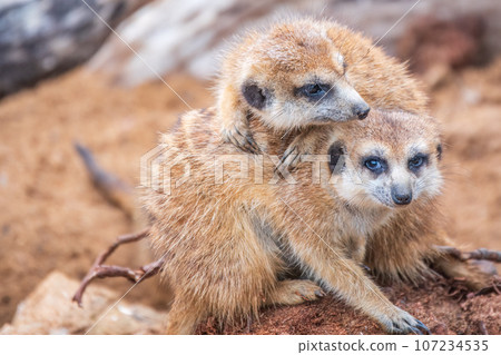 A group of cute meerkats. Meerkat Family are sunbathing. A group of cute meerkats. Meerkat Family are sunbathing. 107234535