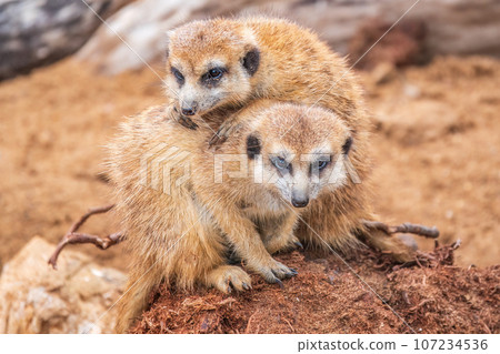 A group of cute meerkats. Meerkat Family are sunbathing. A group of cute meerkats. Meerkat Family are sunbathing. 107234536
