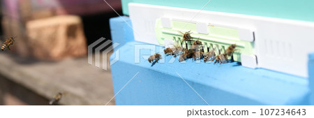 Hive with many working bees near entrance on sunny summer day. 107234643