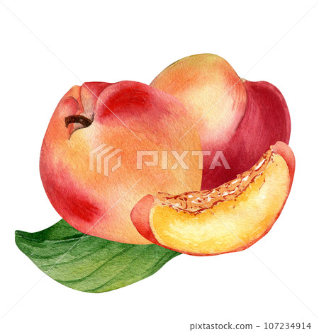 Watercolor illustration with nectarines on leaf isolated on white background. Whole ripe fruits painting. Segment of peach hand drawn. Design element for package, label, tabelwear, cosmetic, juice 107234914