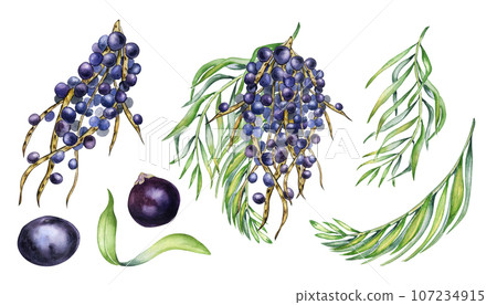 Set of bunch of acai berries, palm leaves watercolor illustration isolated on white. Exotic amazon small purple berries, tropical fruit hand drawn. Design element for wrapping, packaging, label Set of bunch of acai berries, palm leaves watercolor illustration isolated on white. Exotic amazon small purple berries, tropical fruit hand drawn. Design element for wrapping, packaging, label 107234915