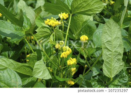 紅豆花園 紅豆花 107235297