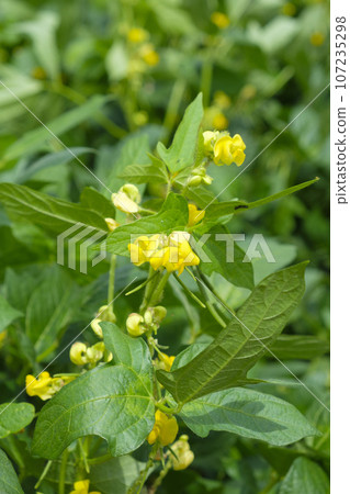 紅豆花園 紅豆花 107235298