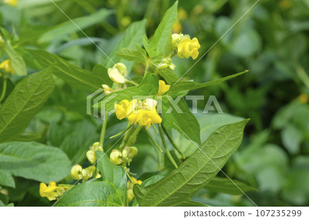 紅豆花園 紅豆花 紅豆花園 紅豆花 107235299
