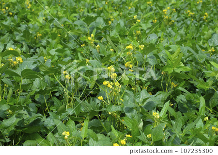 紅豆花園 紅豆花 107235300