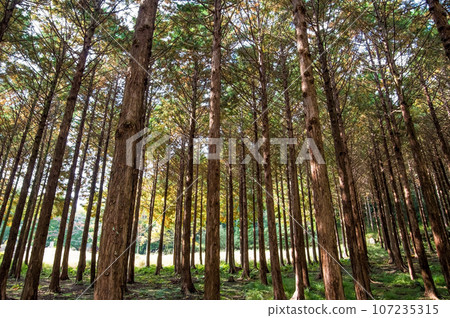 Hinoki Forest "Autumn" 107235315