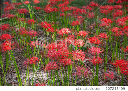 Cluster amaryllis 107235409