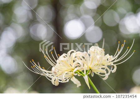 Cluster amaryllis Cluster amaryllis 107235454