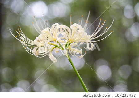 Cluster amaryllis 107235458