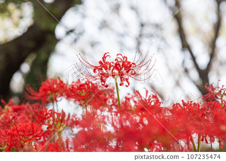 群集孤挺花 群集孤挺花 107235474