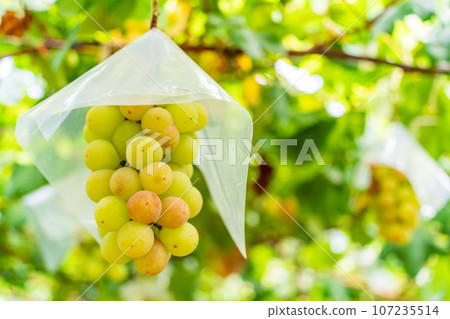 (Yamanashi Prefecture) Grape picking, vineyard grapes Queen Nina 107235514