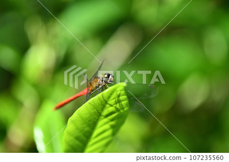 Red dragonfly Mayutateakane (Akane Mayutate) Red dragonfly Mayutateakane (Akane Mayutate) 107235560
